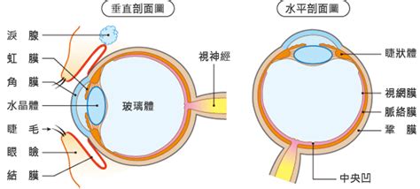 眼形狀|【護眼百科】 眼的構造及功能－眼的構造精巧 功能獨特